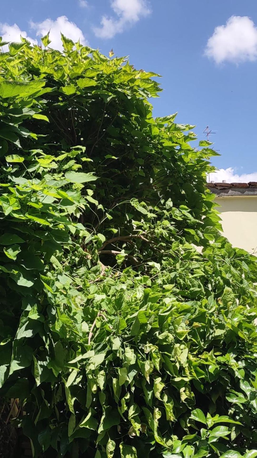 Movie Star Apartment With Garden Флоренція Екстер'єр фото